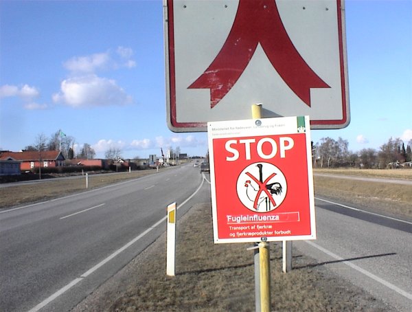 fugleinfluenza